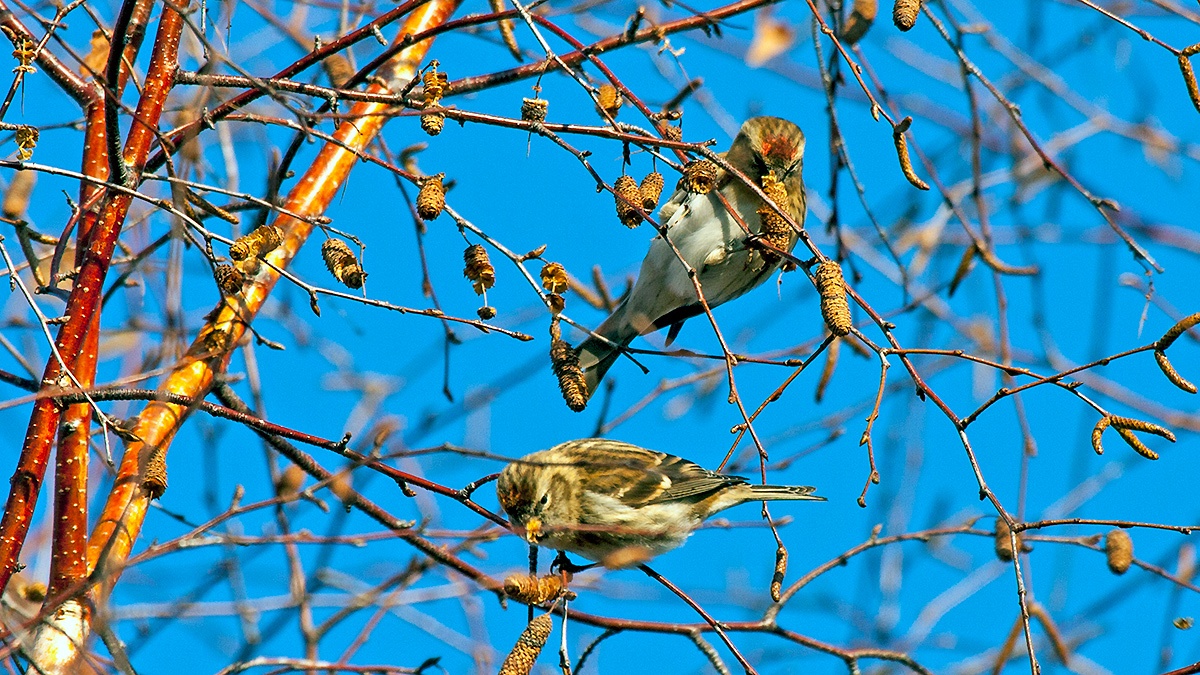 Redpoll [Acanthis flammea cabaret]