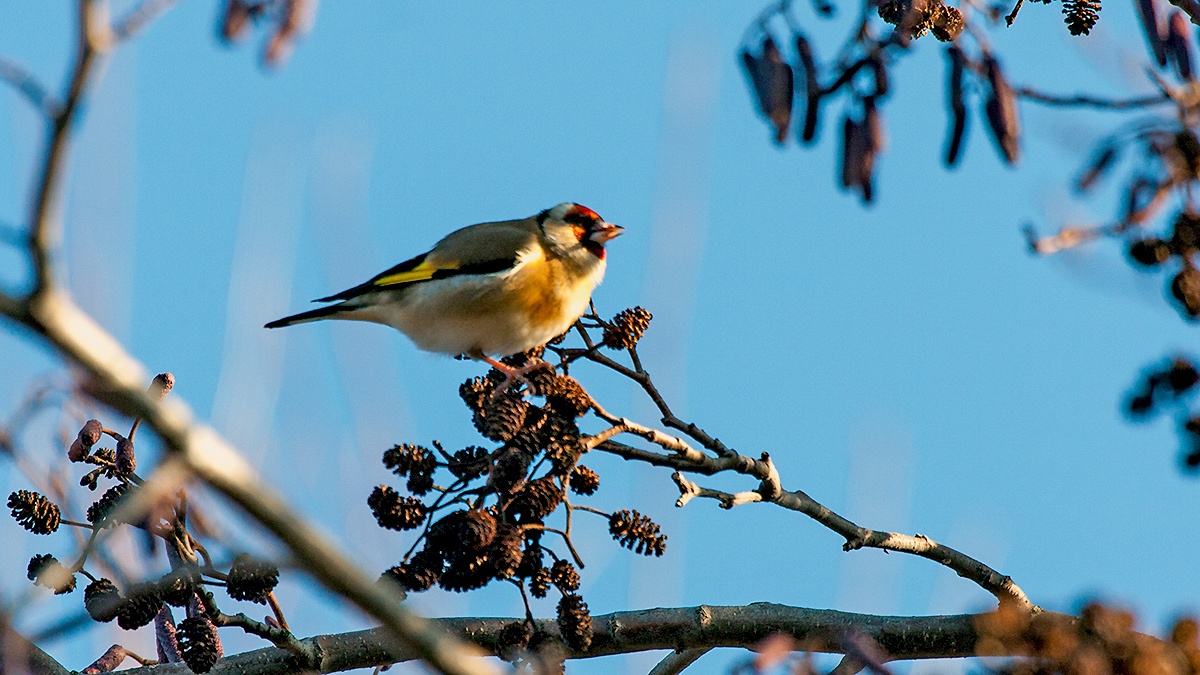European Goldfinch [Carduelis carduelis britannica]