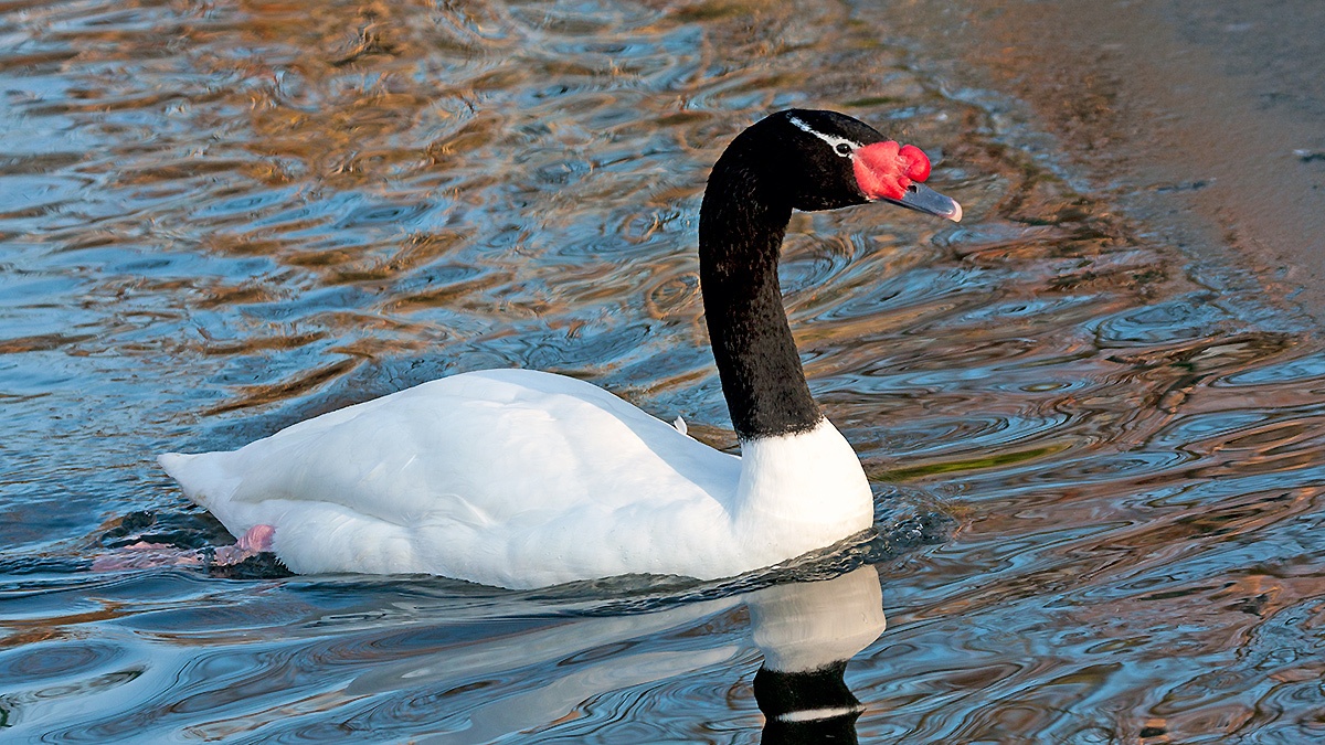 Black-necked Swan [Cygnus melancoryphus]