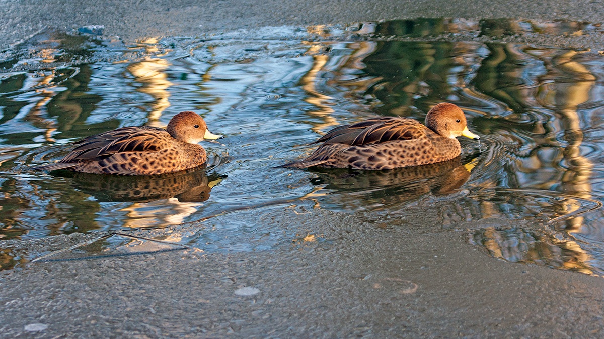 Yellow-billed Pintail [Anas georgica georgica]
