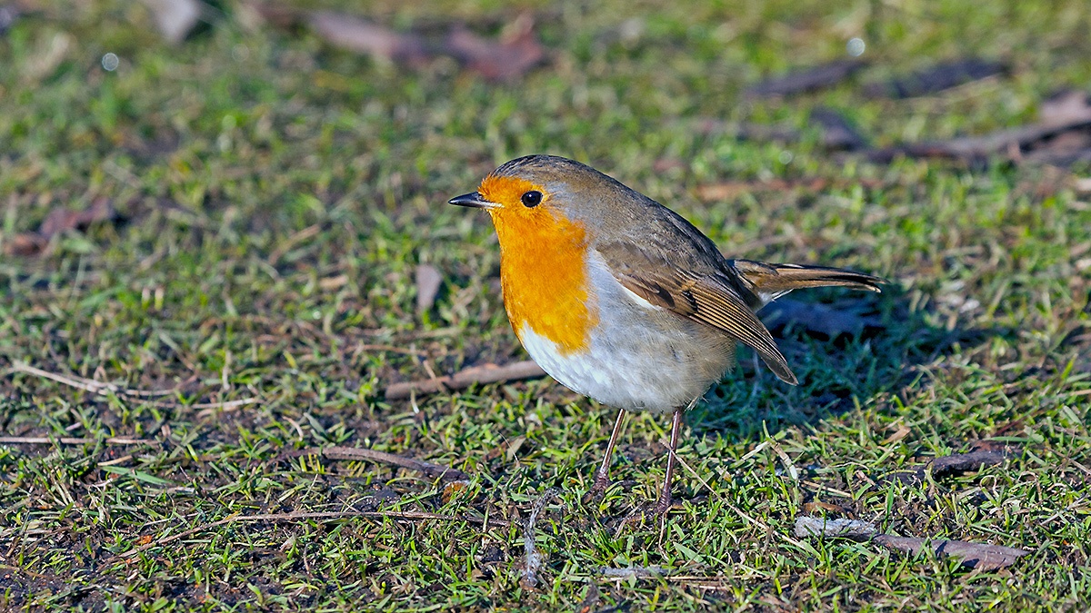 European Robin [Erithacus rubecula melophilus]