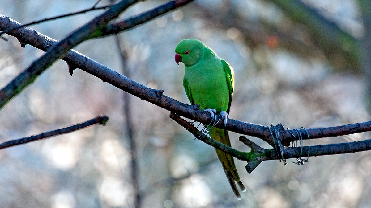 Rose-ringed Parakeet [Psittacula krameri manillensis]