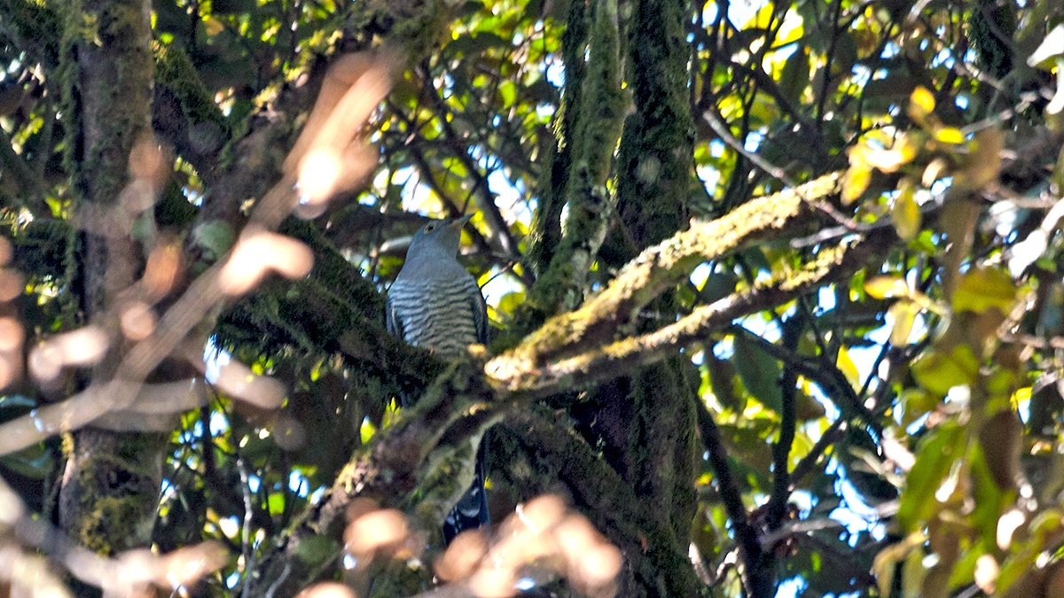 Common Cuckoo [Cuculus canorus]