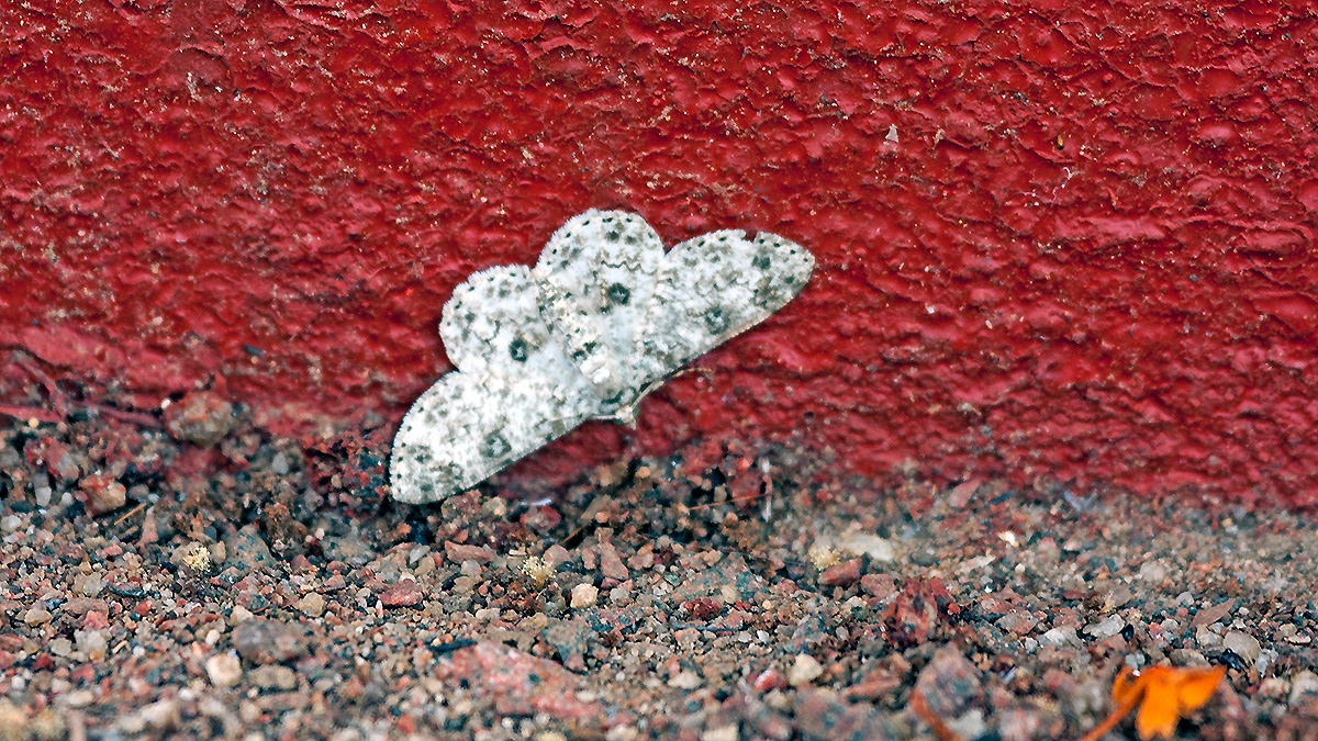 Pallid Grey [Ascotis reciprocaria]