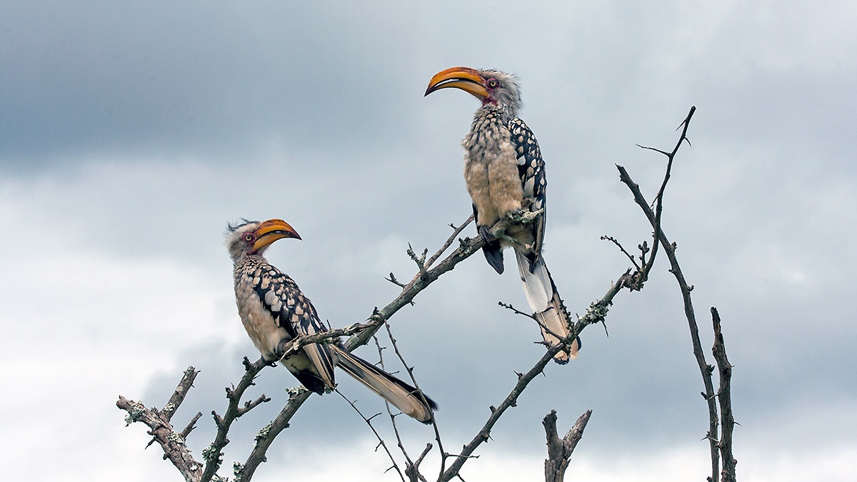 Southern Yellow-billed Hornbill [Tockus leucomelas leucomelas]