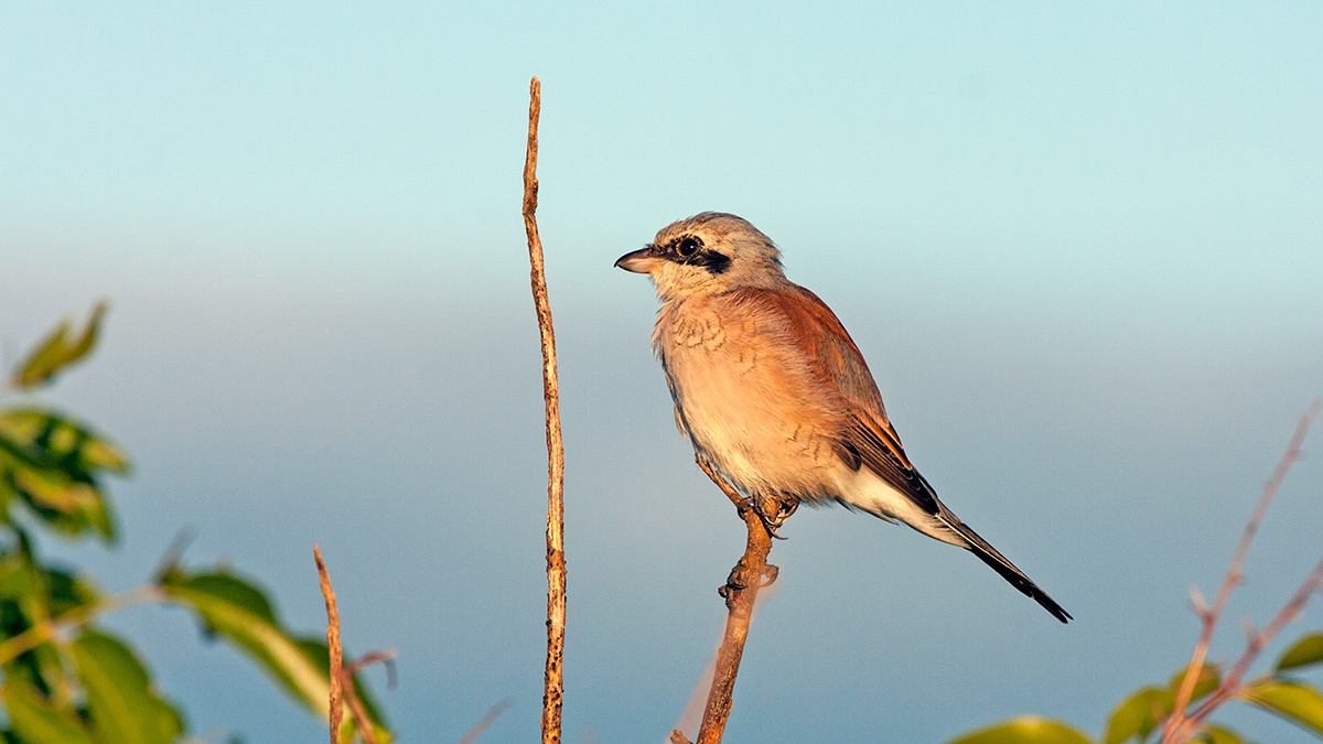 Red-backed Shrike [Lanius collurio]