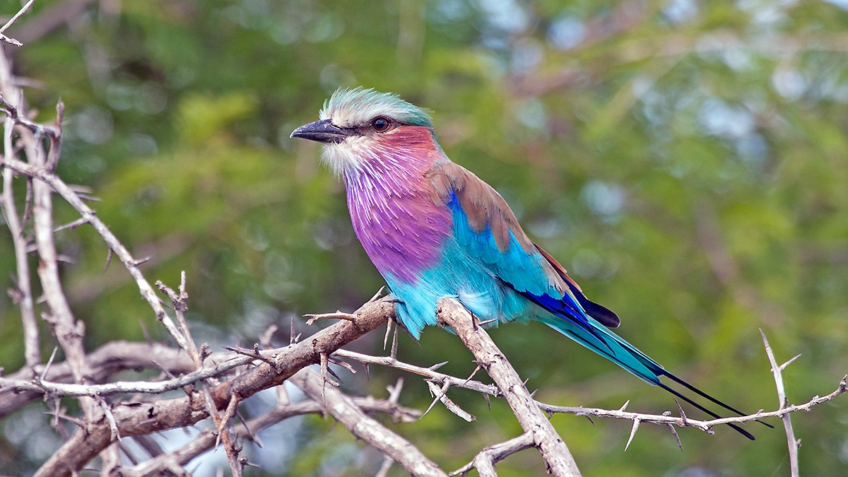 Lilac-breasted Roller [Coracias caudatus caudatus]