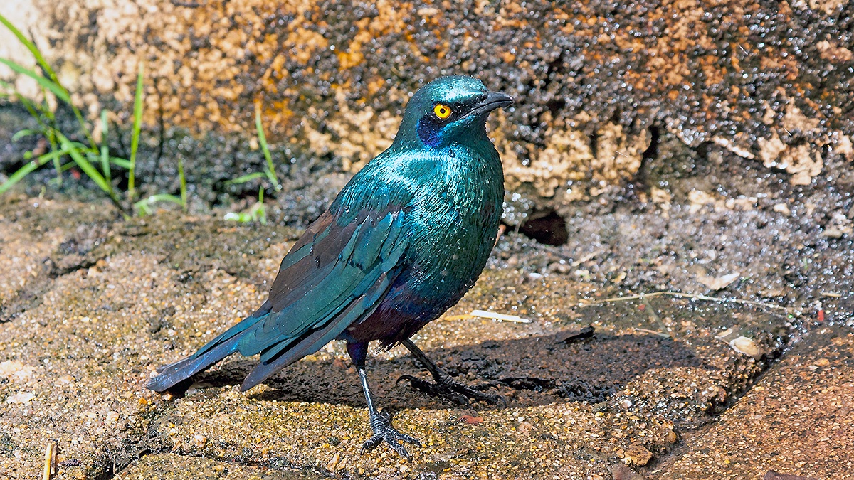 Greater Blue-eared Starling [Lamprotornis chalybaeus nordmanni]