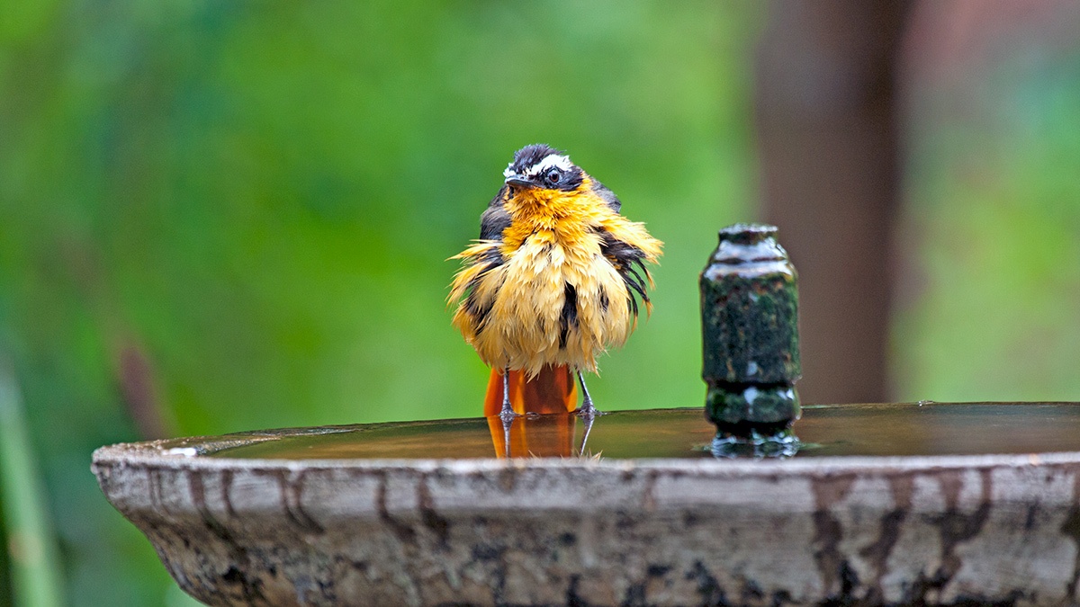 White-browed Robin-Chat [Cossypha heuglini heuglini]