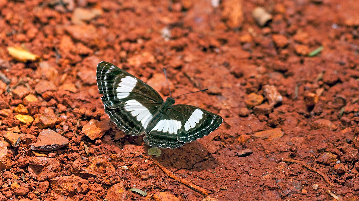 Variable Sailer [Neptis nysiades]