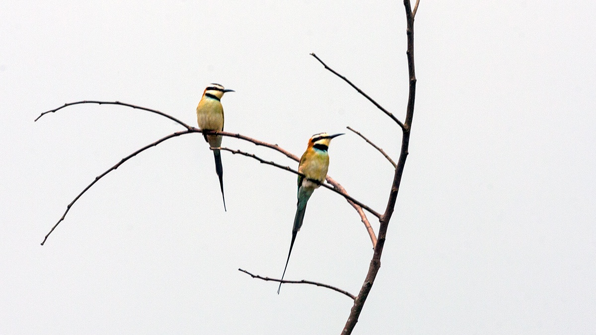 White-throated Bee-eater [Merops albicollis]