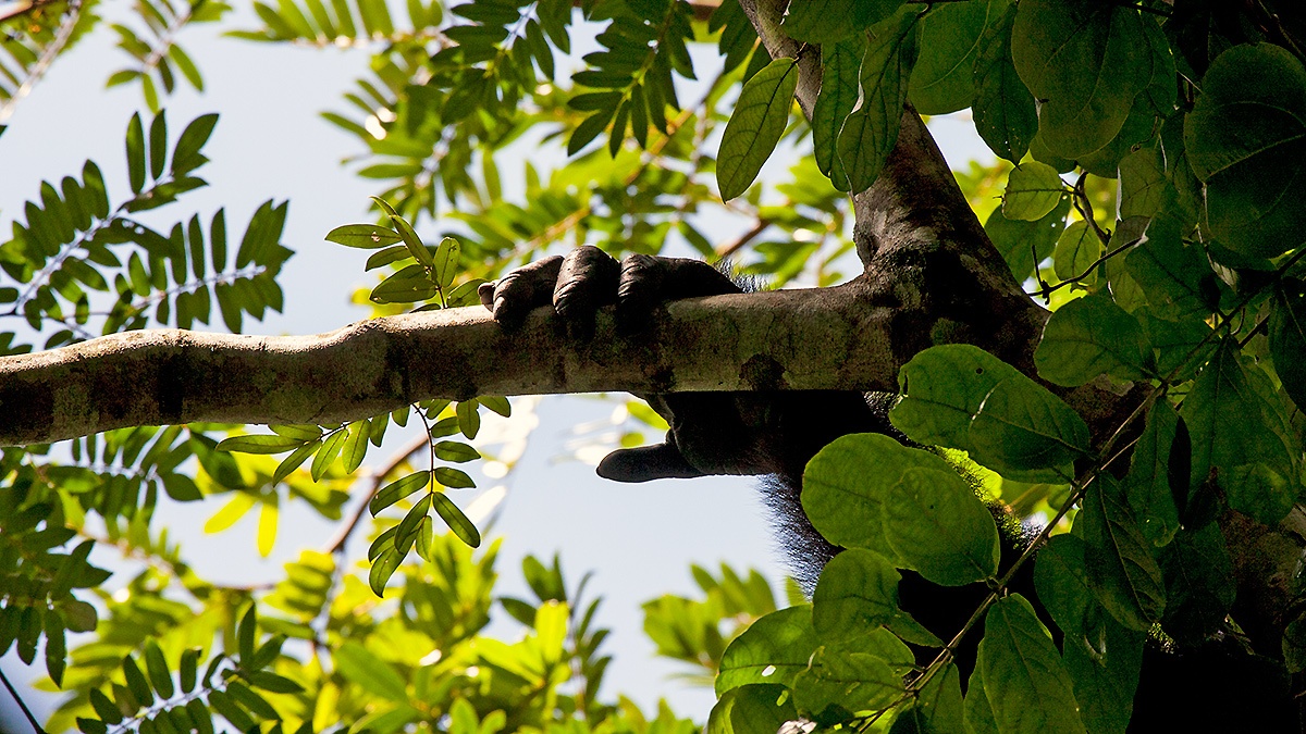 Common Chimpanzee [Pan troglodytes verus]
