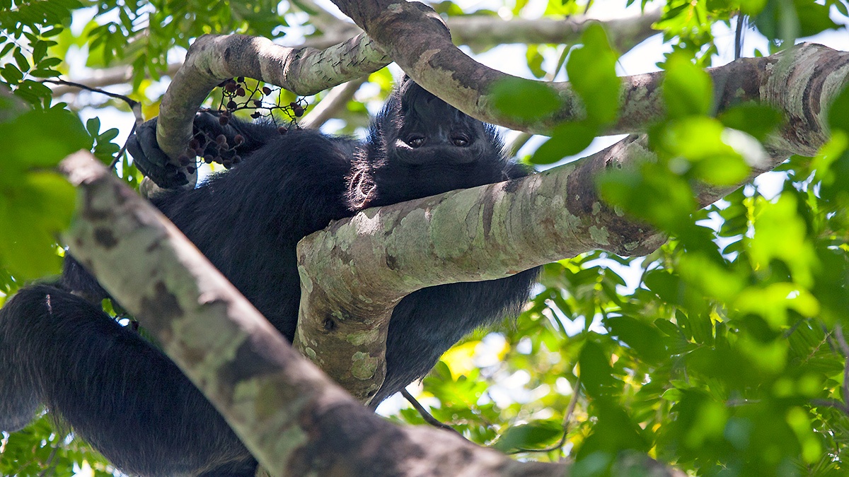 Common Chimpanzee [Pan troglodytes verus]