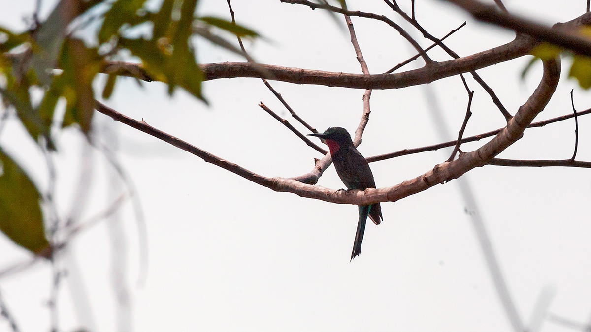 Black Bee-eater [Merops gularis]