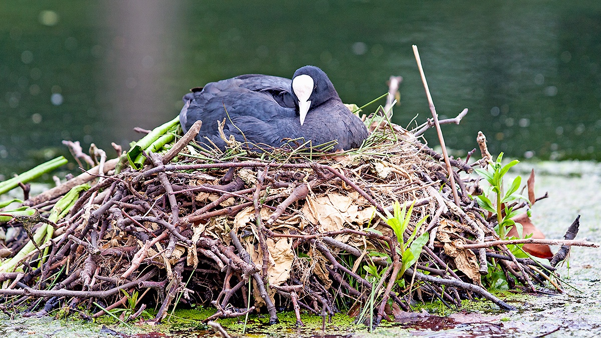 Eurasian Coot [Fulica atra atra]
