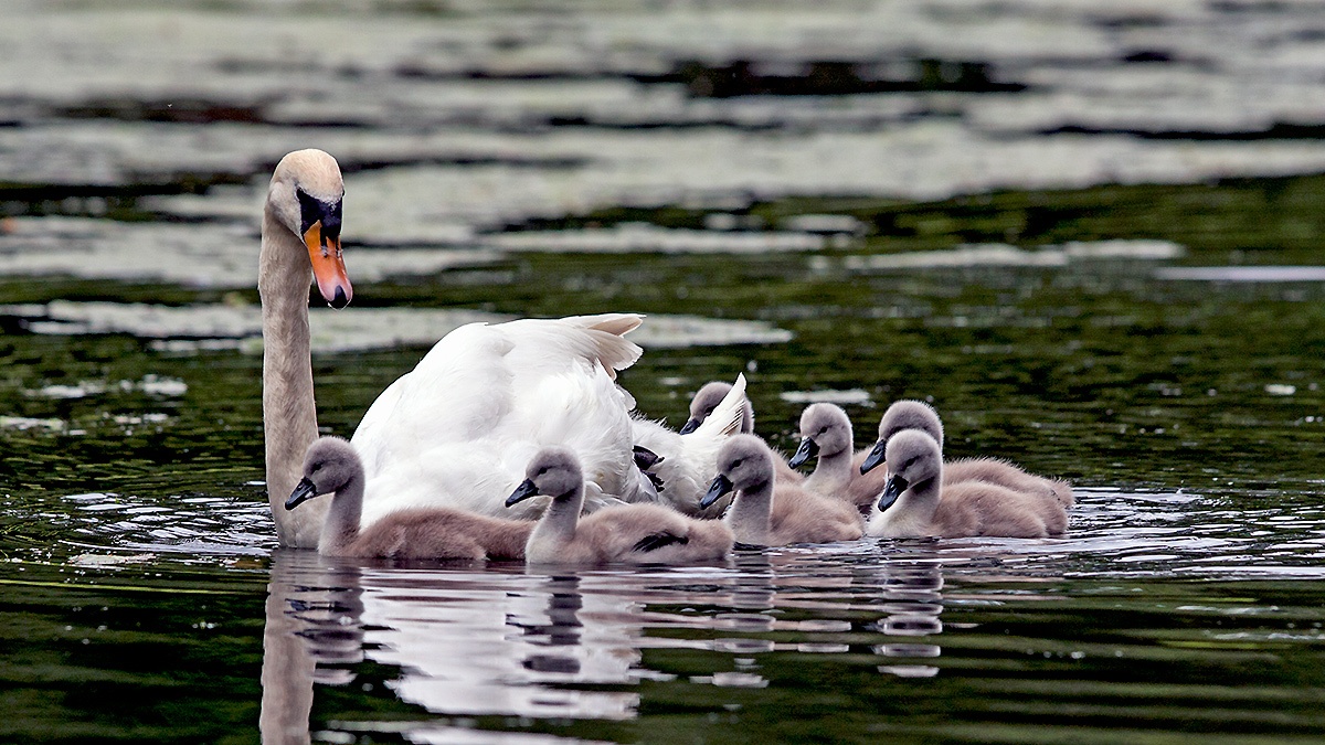 Mute Swan [Cygnus olor]