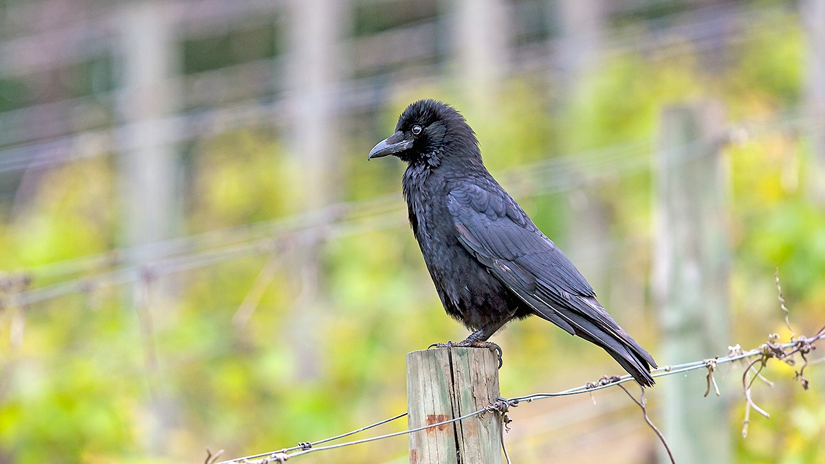 Carrion Crow [Corvus corone corone]