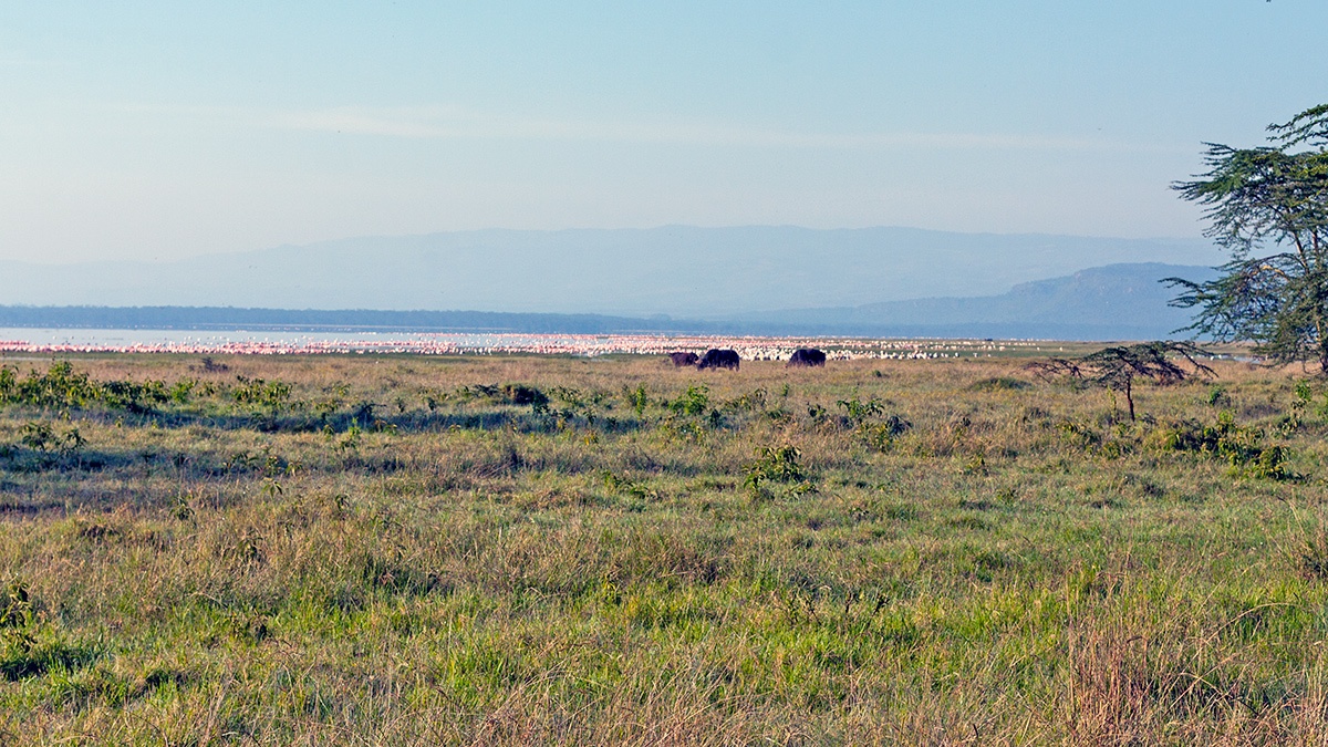 The ‘Pink Lake’ – Lake Nakuru