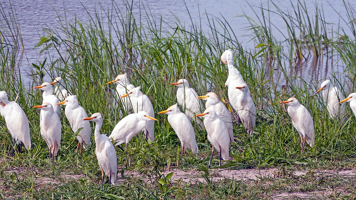 Western Cattle Egret [ardea ibis]