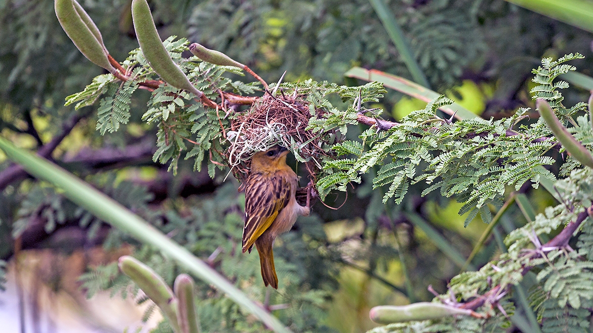 Southern Brown-throated Weaver [Ploceus xanthopterus]