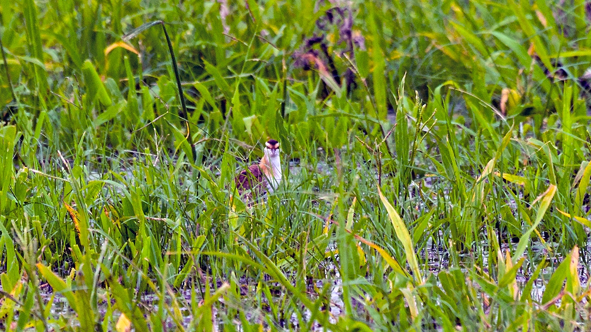 Lesser Jacana [Microparra capensis]