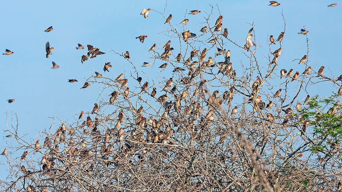 Red-billed Quelea [Quelea quelea lathamii]