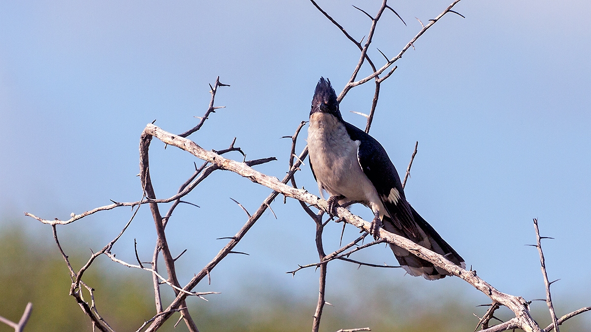 Jacobin Cuckoo [Clamator jacobinus serratus]