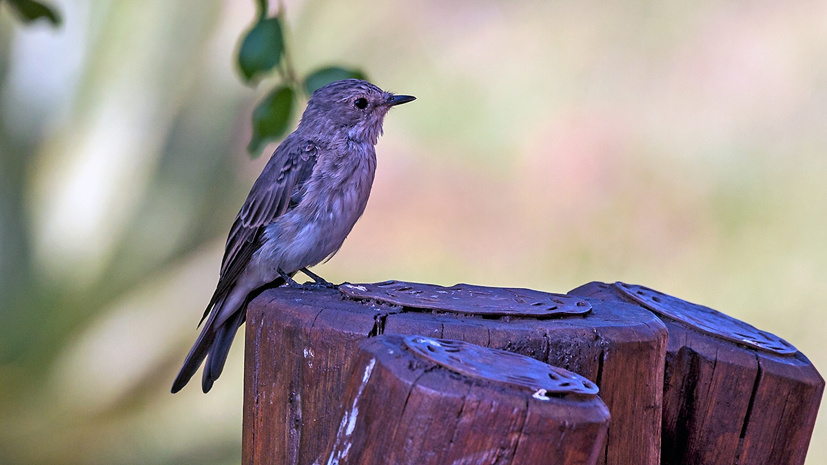 Spotted Flycatcher [Muscicapa striata]
