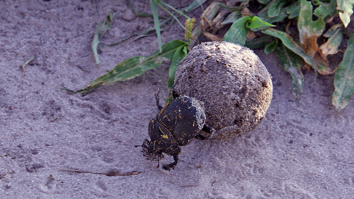 Giant Flattened Dung Beetle [Pachylomera femoralis]