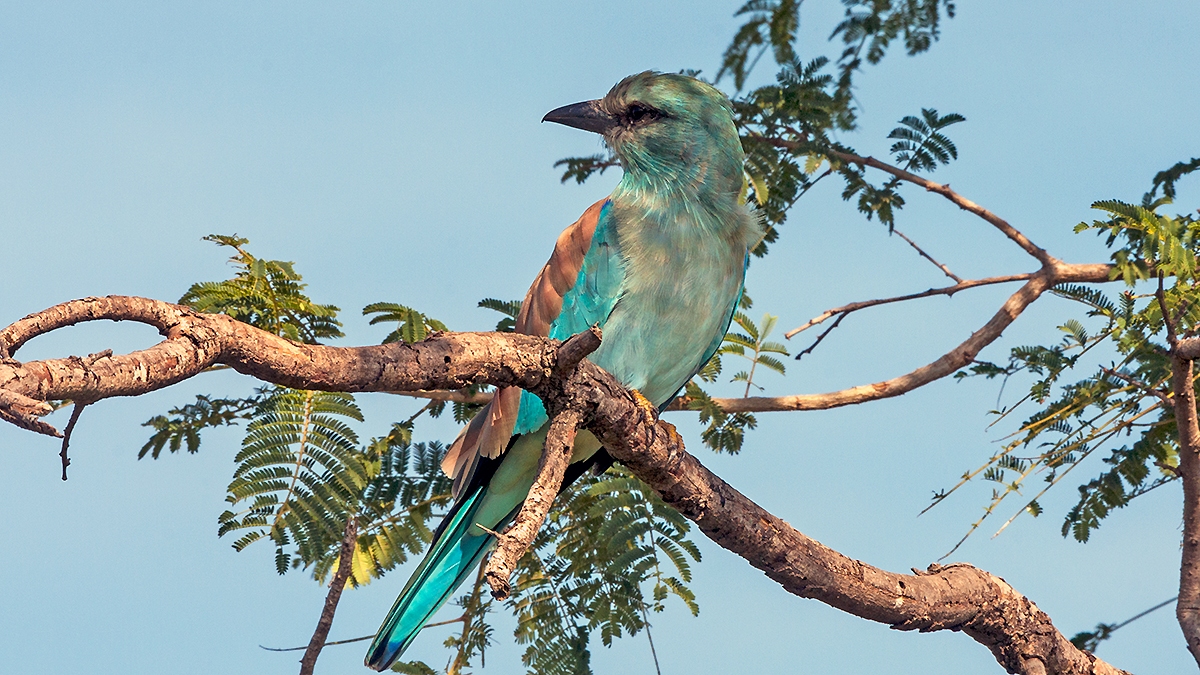 European Roller [Coracias garrulus garrulus]