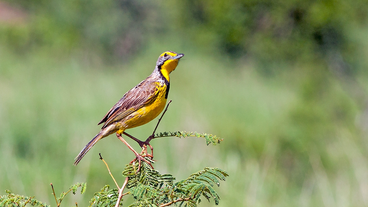 Yellow-throated Longclaw [Macronyx croceus vulturnus]
