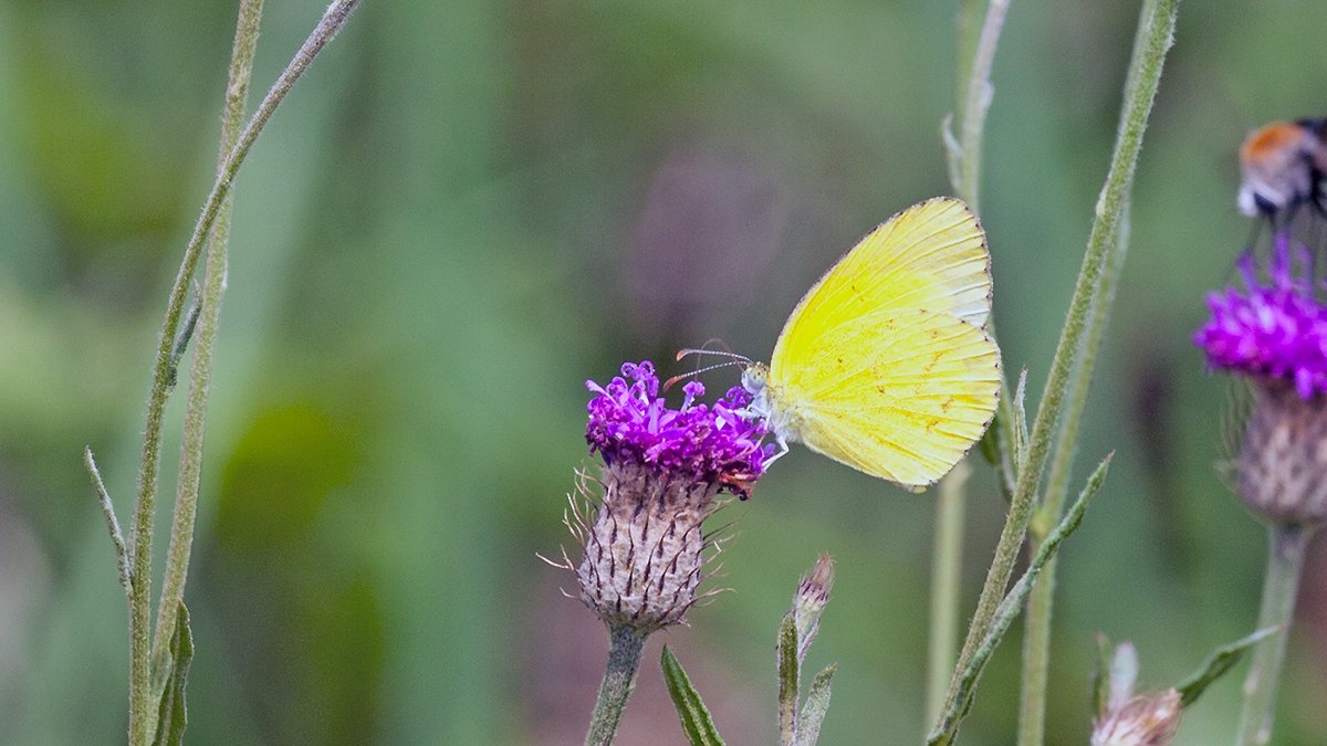 Broad-bordered Grass Yellow [Eurema brigitta brigitta]