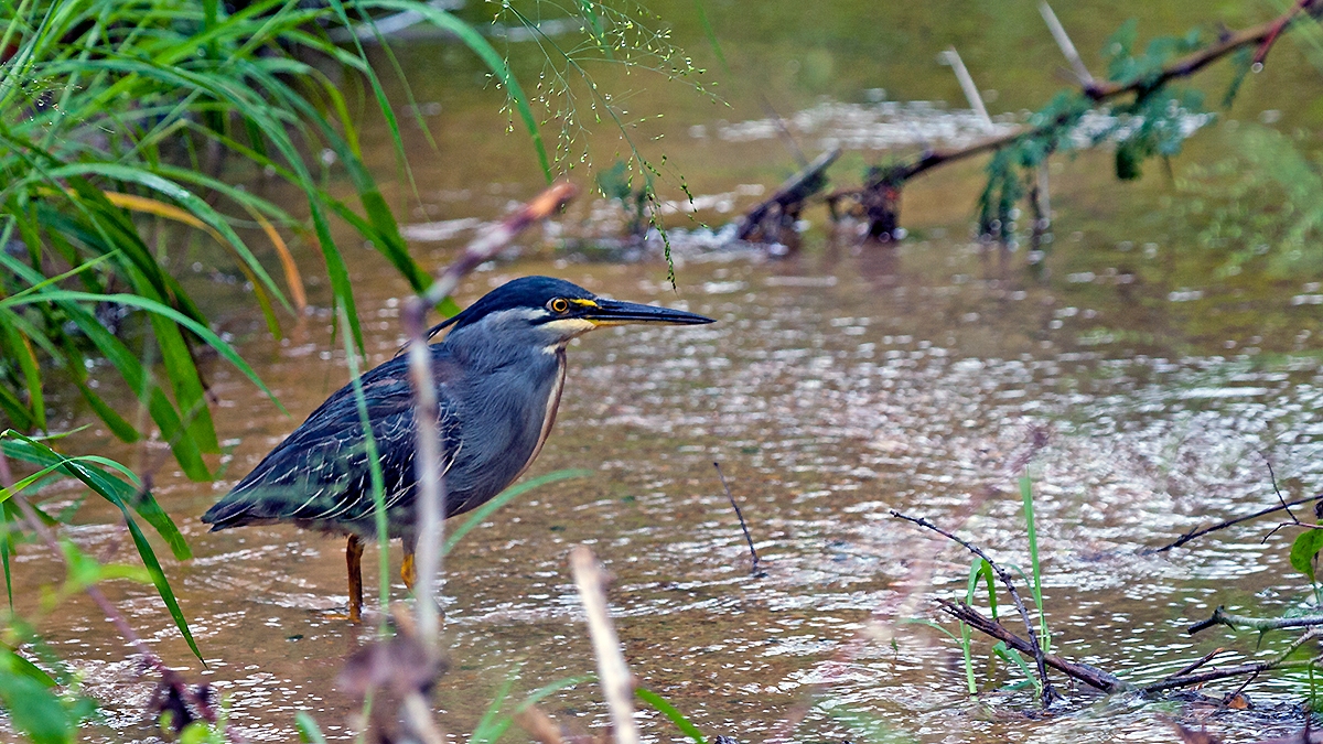 Little Heron [Butorides atricapilla atricapilla]