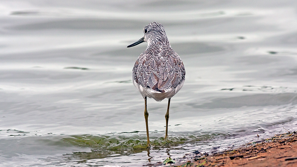 Common Greenshank [Tringa nebularia]