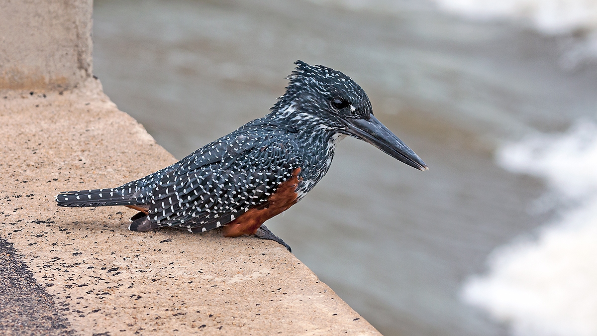 Giant Kingfisher [Megaceryle maxima maxima]