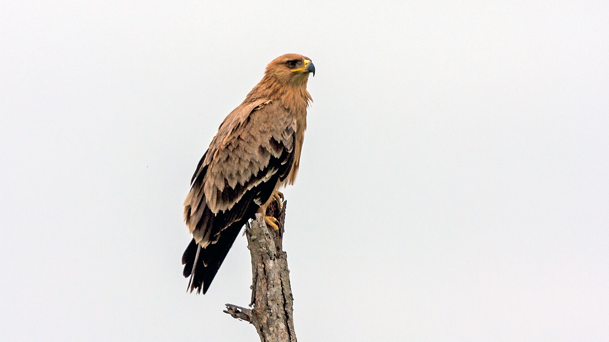 Tawny Eagle [Aquila rapax rapax]