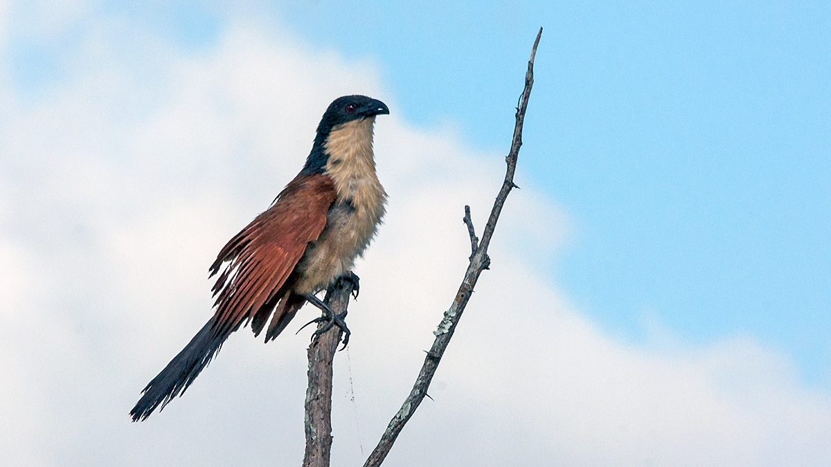 Burchell's Coucal [Centropus burchellii burchellii]