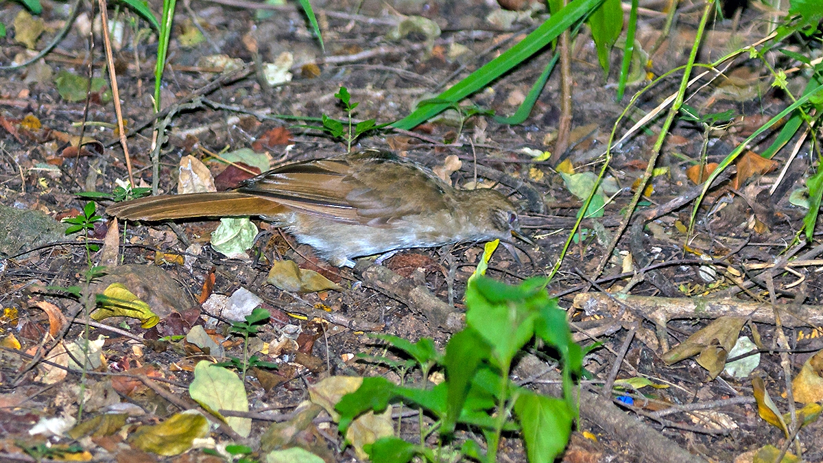Terrestrial Brownbul [Phyllastrephus terrestris terrestris]