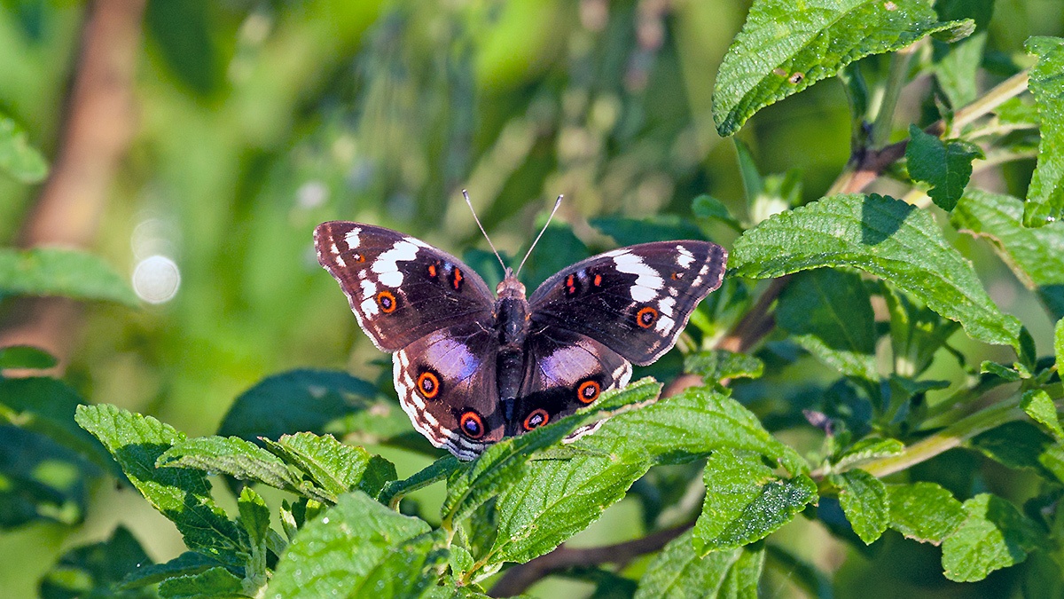 Dark Blue Pansy [Junonia oenone oenone]
