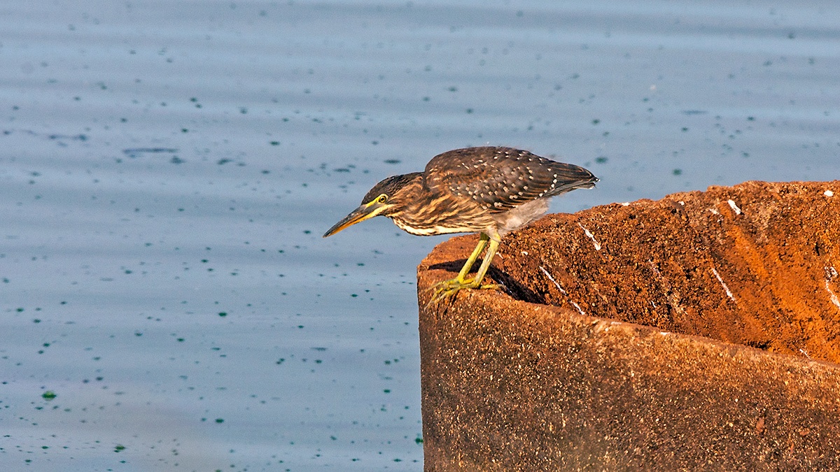 Little Heron [Butorides atricapilla atricapilla]