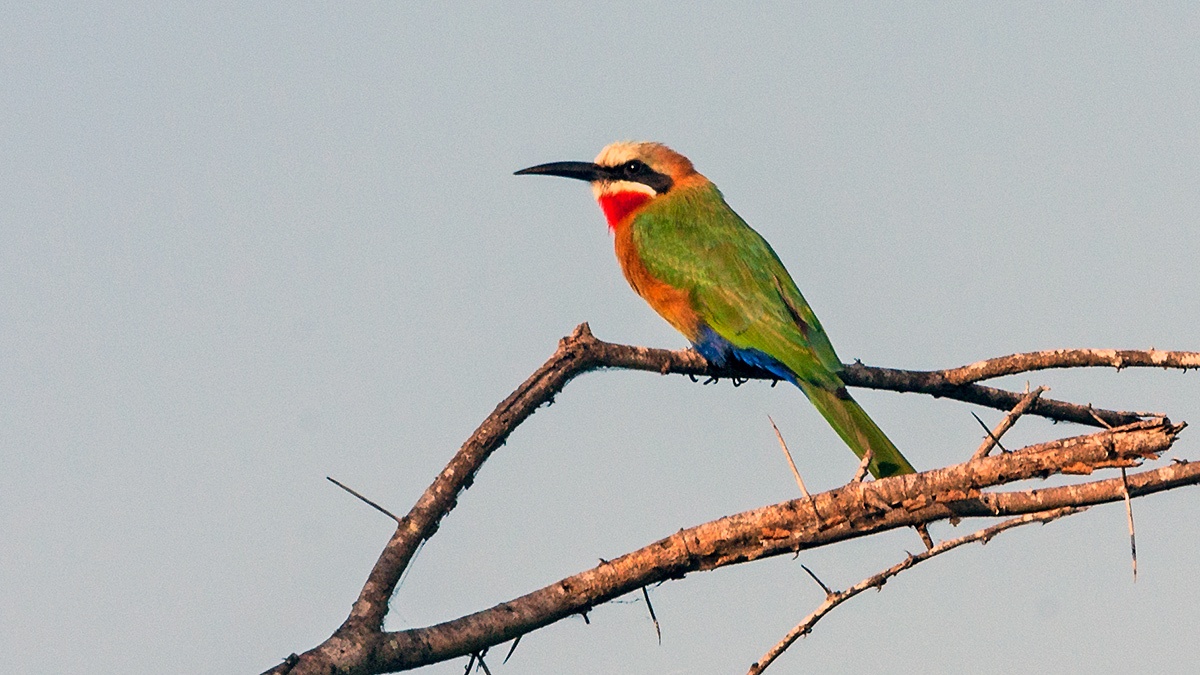 White-fronted Bee-eater [Merops bullockoides]