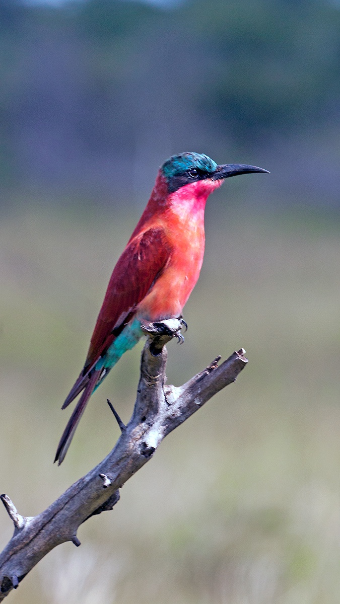 Southern Carmine Bee-eater [Merops nubicoides]