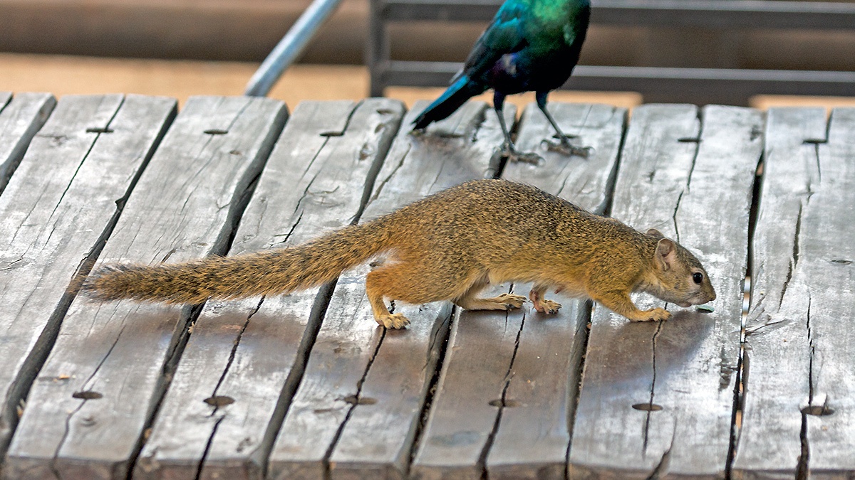 Smith's Bush Squirrel [Paraxerus cepapi cepapi]