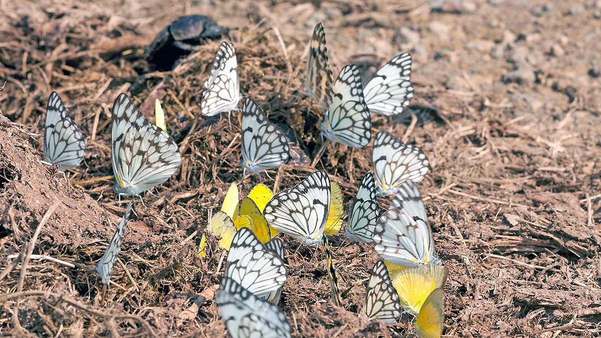 Brown-veined White [Belenois aurota aurota]