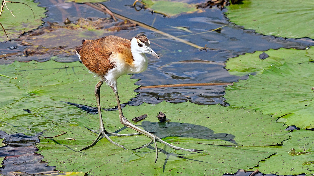 African Jacana [Actophilornis africanus]