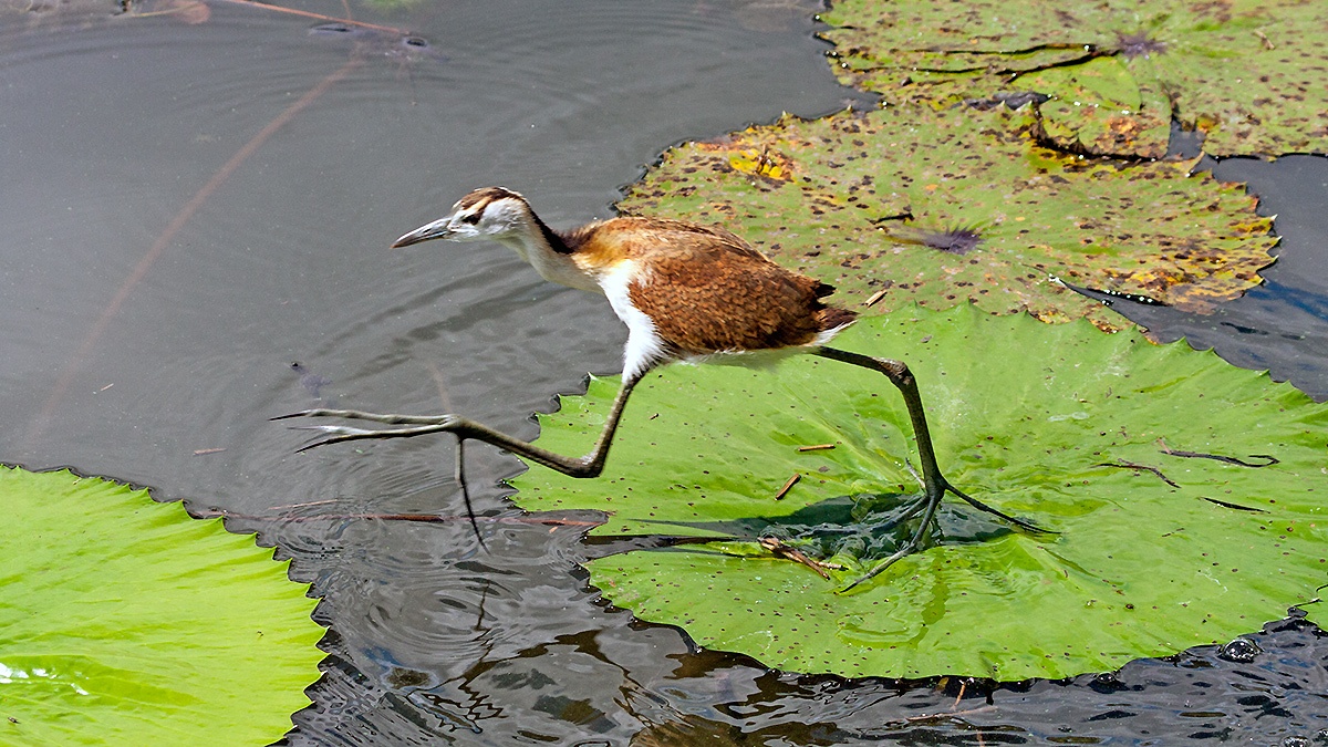 African Jacana [Actophilornis africanus]