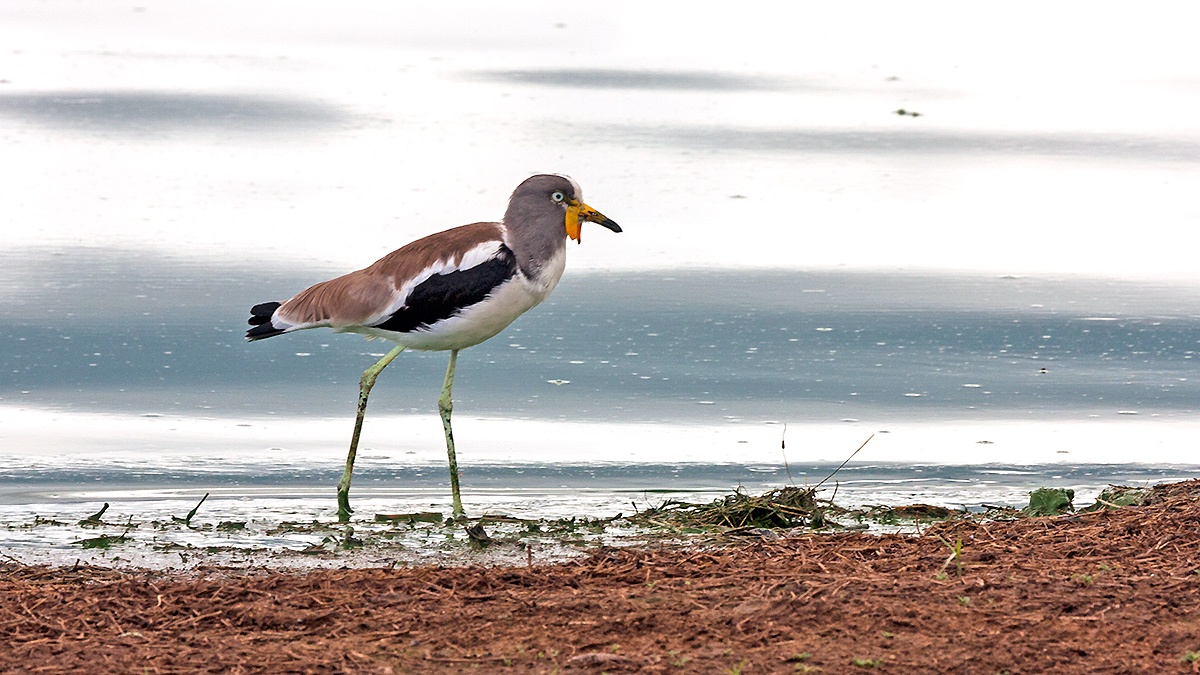 White-crowned Lapwing [Vanellus albiceps]