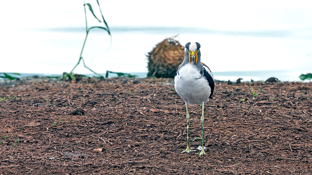 White-crowned Lapwing [Vanellus albiceps]
