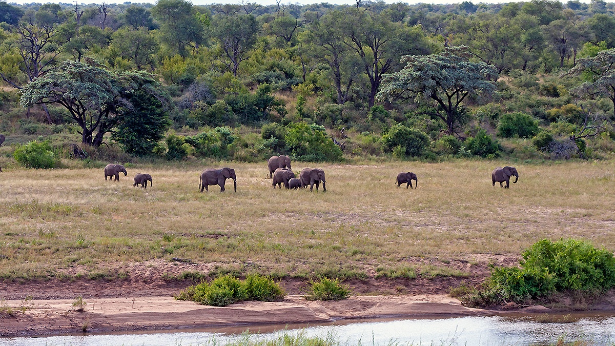 African Bush Elephant [Loxodonta africana]
