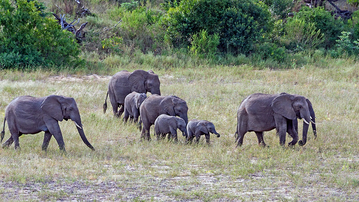 African Bush Elephant [Loxodonta africana]